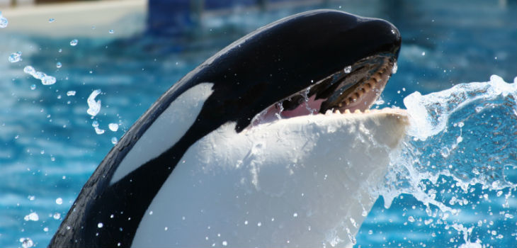 Sea World