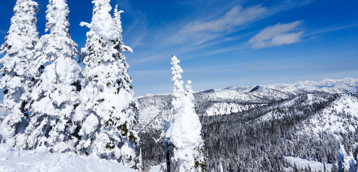 whitefish 