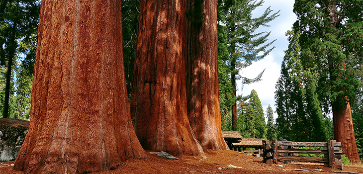 ca_redwoods_730x350