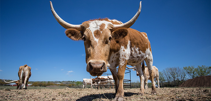 tx_houston_730x350